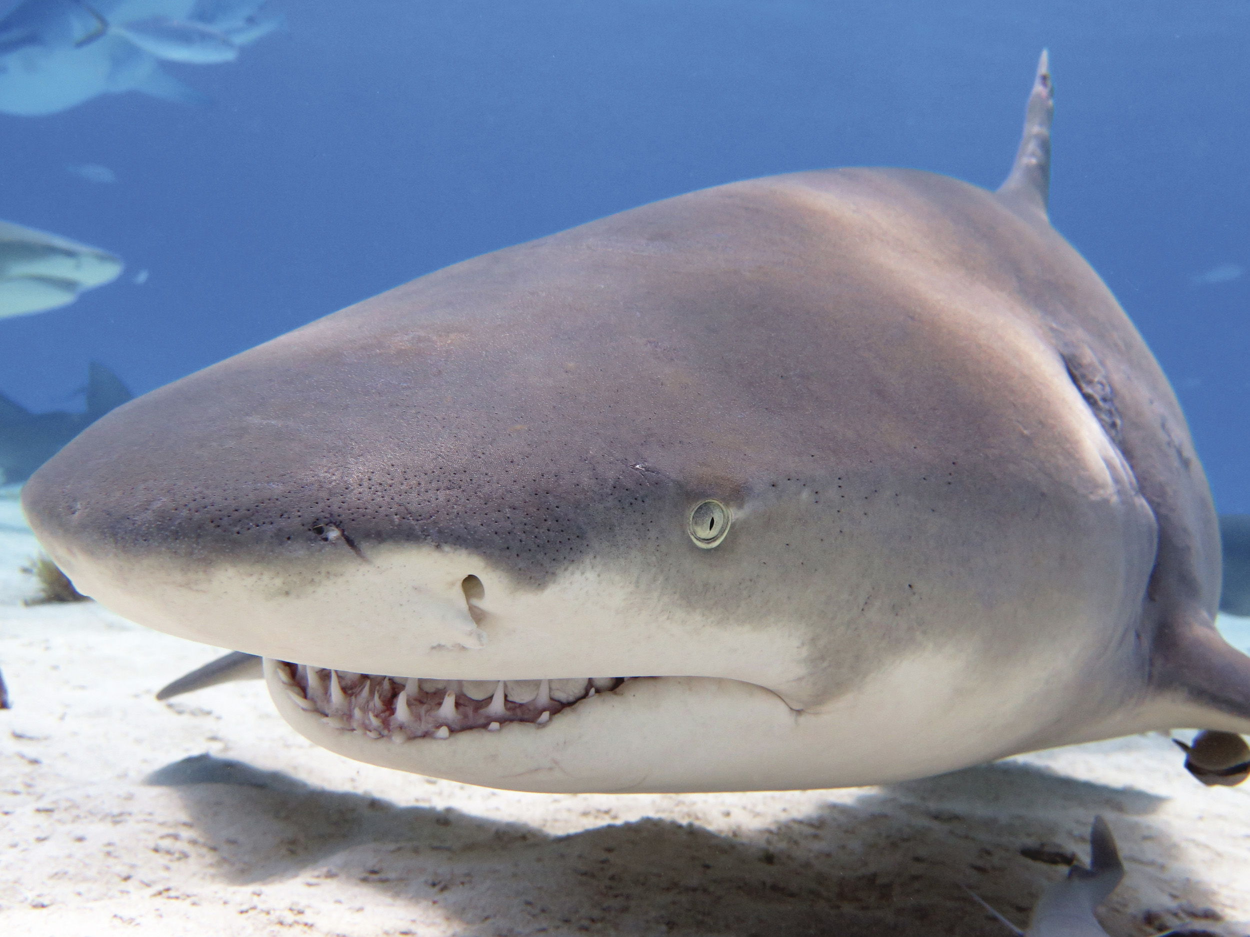 Extremely Rare Pitch Black Bigeye Sand Tiger Shark Caught