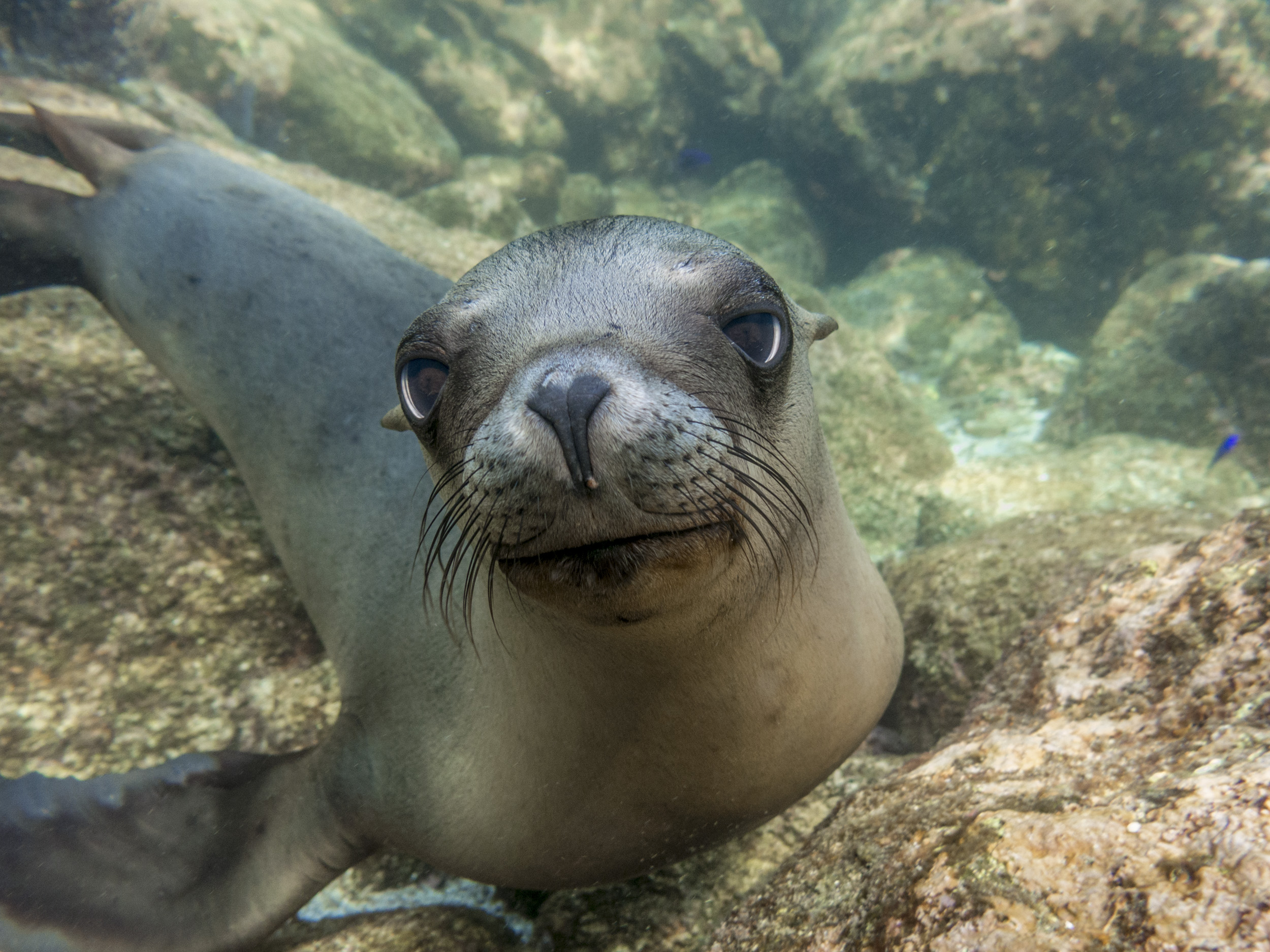 Sea Lions – Focused On Nature