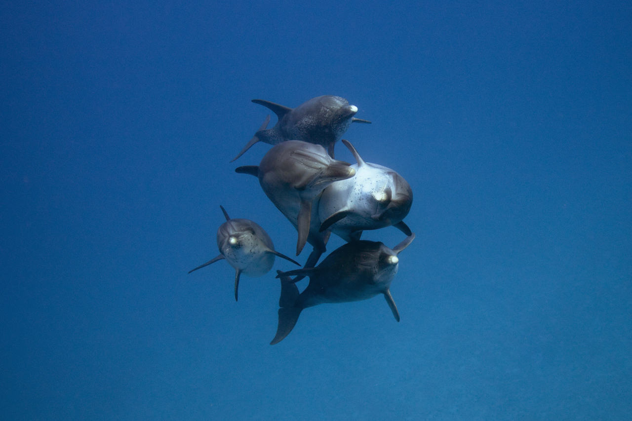 Wild Dolphin Project – Sargassum Seaweed, a Favorite Dolphin Toy