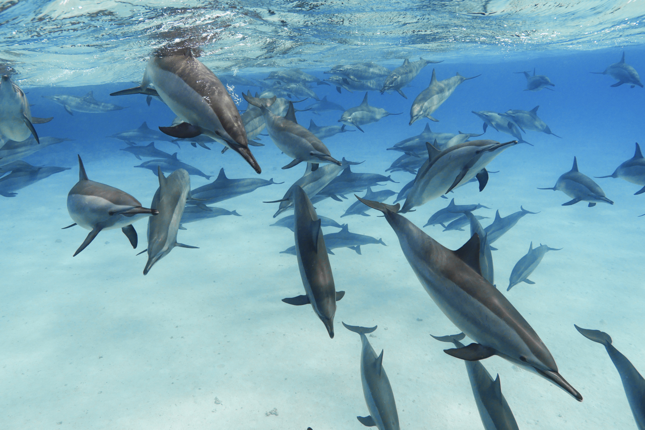 Wild Dolphin Project – Sargassum Seaweed, a Favorite Dolphin Toy