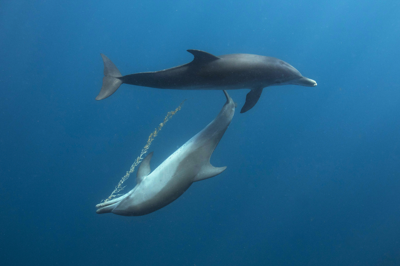 Wild Dolphin Project – atlantic spotted dolphins