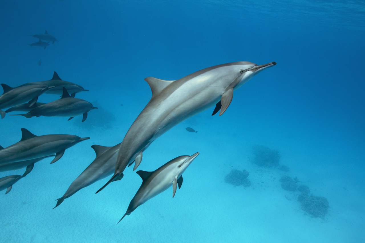 Wild Dolphin Project – Sargassum Seaweed, a Favorite Dolphin Toy